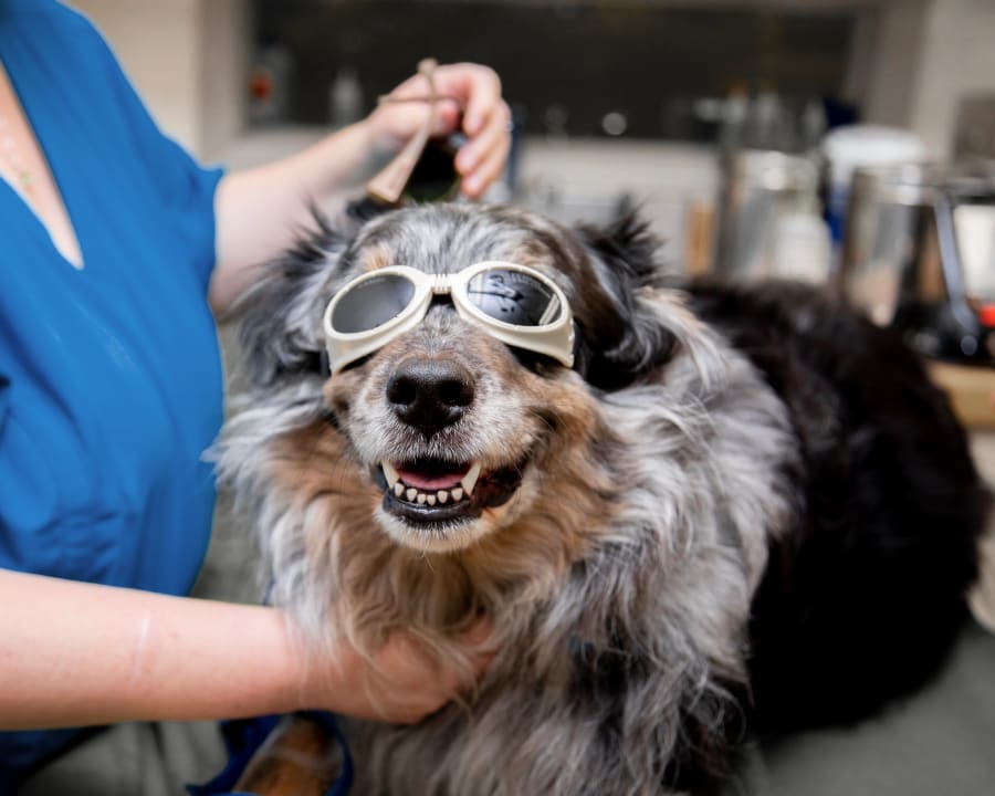 Cold Laser Therapy for Dogs & Cats, Sharpsburg Veterinarians