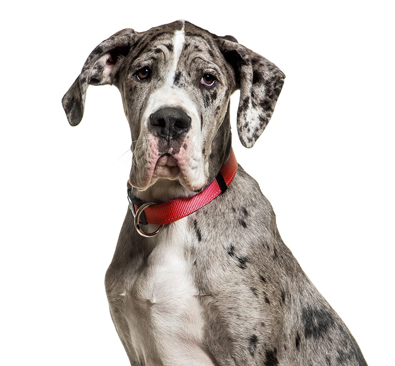 Giant Dogs, East Coweta Veterinary Hospital