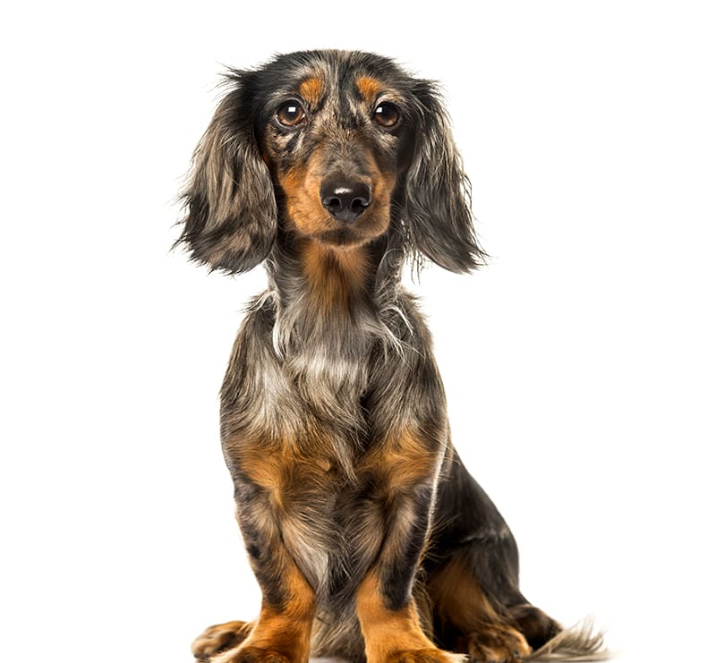 Small Dogs, East Coweta Veterinary Hospital